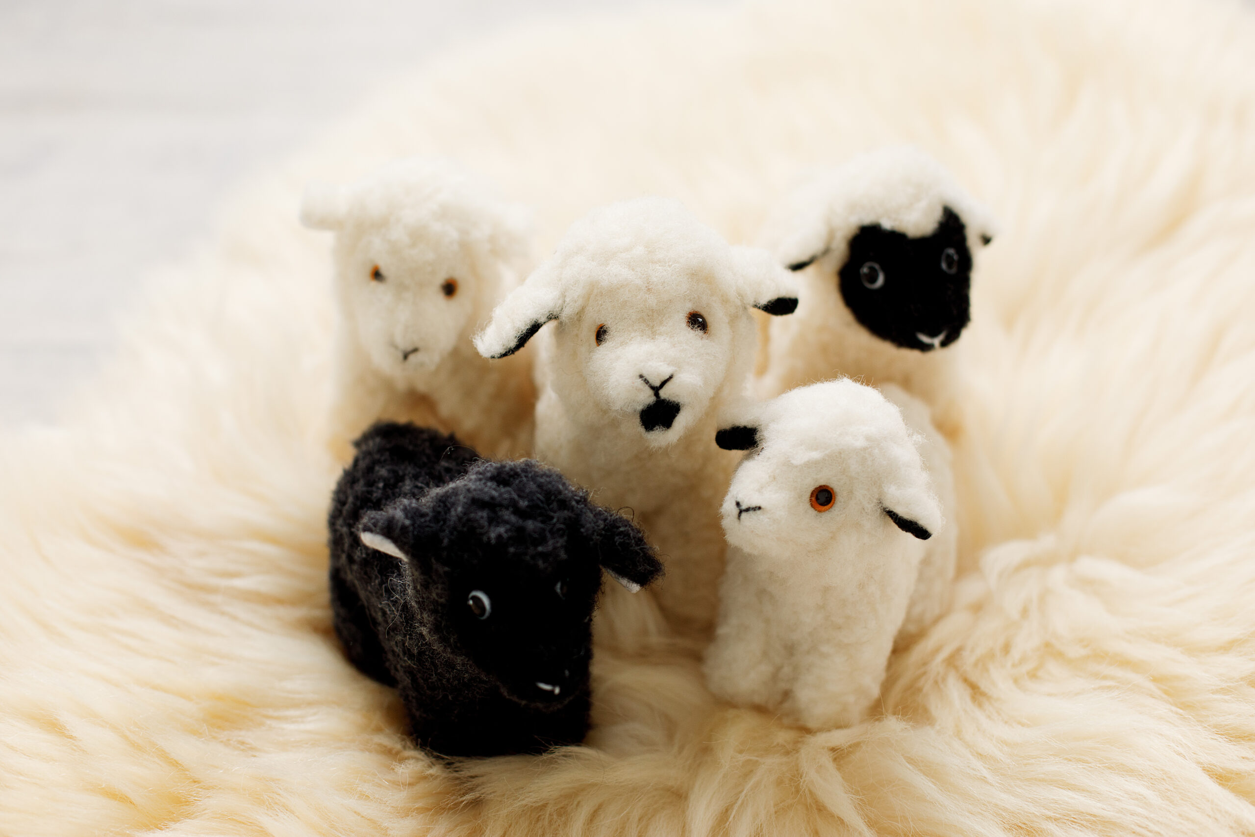 Image of mini wool sheep