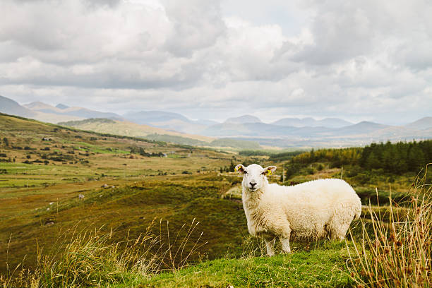 Image of a sheep looking into the camera with mountains in the background